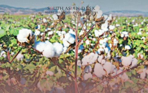 Controversy Surrounding Punjab’s Cotton Production Data