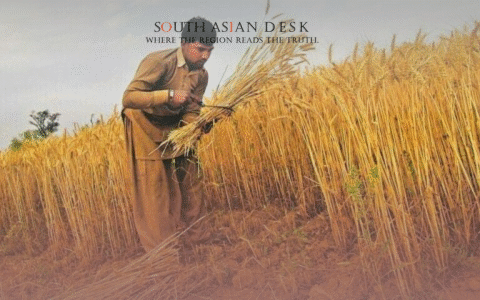 Sindh Farmers Protest Farm Tax with Wheat Cultivation Boycott