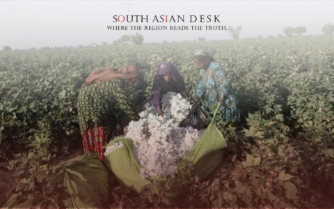 Cotton Crisis 2025: 32% Drop in Arrivals Sparks Alarm in Textile Hubs