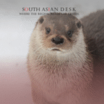 A close-up of an otter sitting on a snowy surface, looking at the camera.
