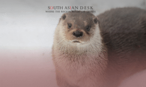 A close-up of an otter sitting on a snowy surface, looking at the camera.