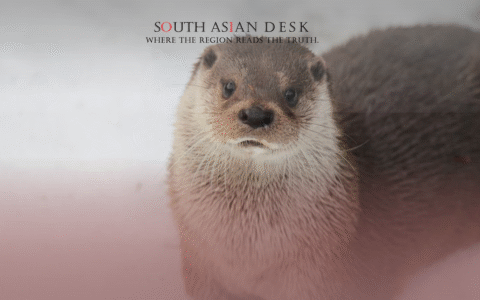A close-up of an otter sitting on a snowy surface, looking at the camera.