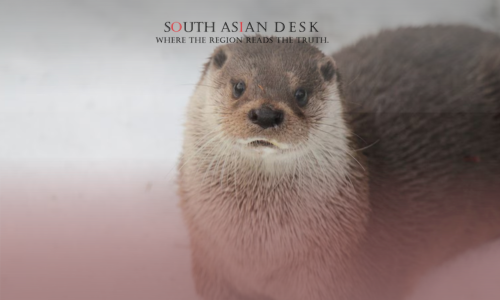 A close-up of an otter sitting on a snowy surface, looking at the camera.