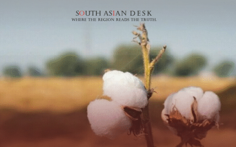 Beautiful cotton bud close up shot from a cotton field in Cotton Harvest season