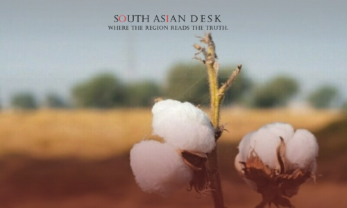 Beautiful cotton bud close up shot from a cotton field in Cotton Harvest season