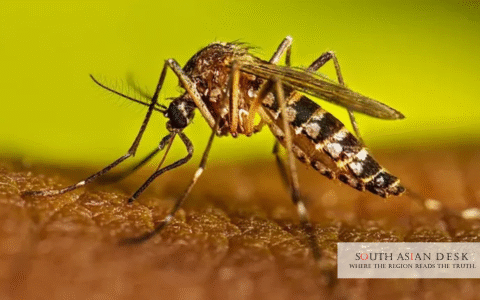 Dengue Cases Bangladesh Last 24 Hours 510 New Infections Reported