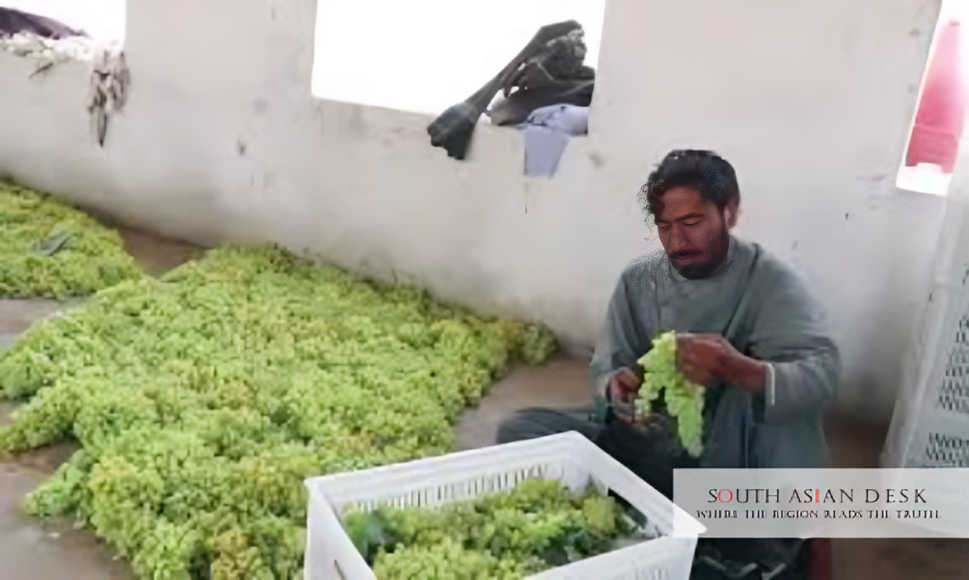 Afghanistan Uzbekistan Agriculture Export Deal Boosts Trade by $500m