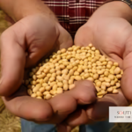 India Summer Crop Planting Lags After Slow Monsoon Start