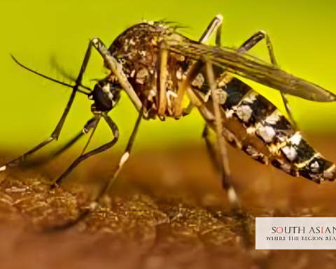 Dengue in Sri Lanka Hits 2,170 Cases in Nine Days