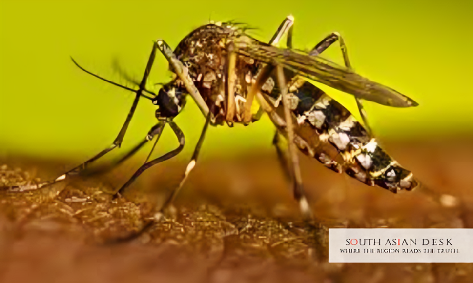 Dengue in Sri Lanka Hits 2,170 Cases in Nine Days