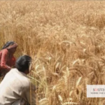 Pakistan China Agri MoUs: 10 Sectors Signed