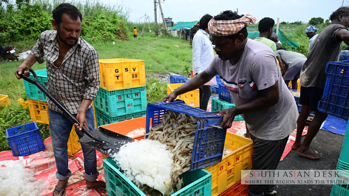 Andhra Pradesh leads India's Shrimp Export Growth