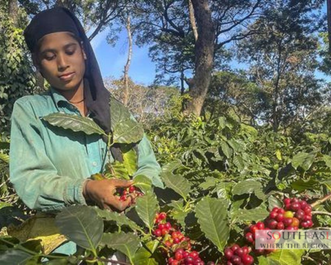 India's Coffee Exports Hit by West Asia Crisis