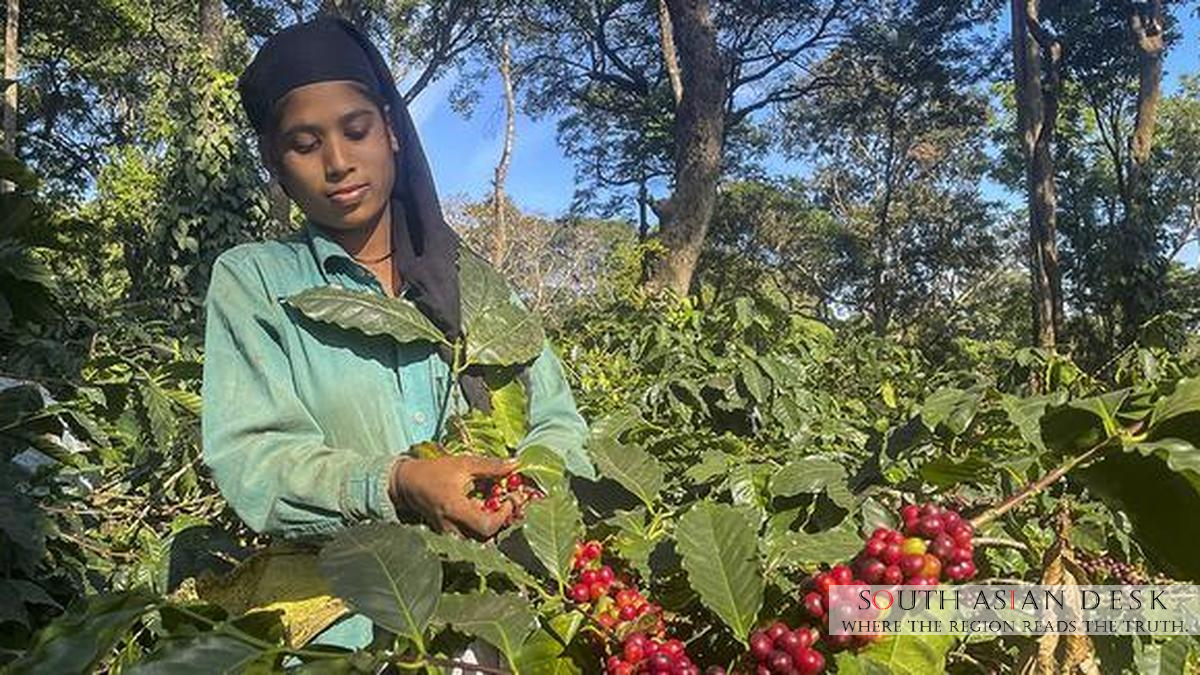 India's Coffee Exports Hit by West Asia Crisis