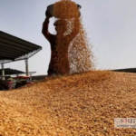 US Wheat Shipment Reaches Bangladesh: 62,150 tons