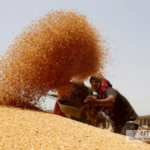 Bangladesh Wheat Import: Turns to India for Wheat Amid Global Shortage