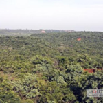 India's Forests to Double Carbon Storage by 2100