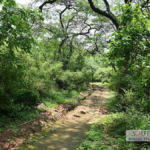 Delhi India: 673 hectares of Central Ridge Reserved as Forest Land