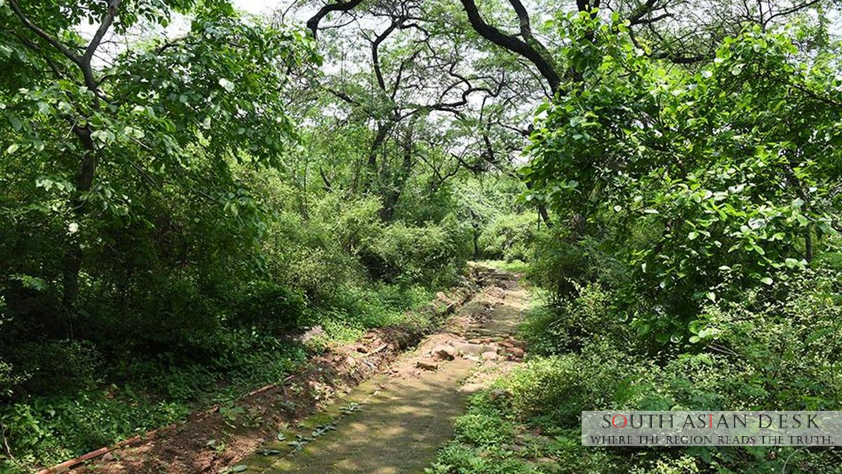 Delhi India: 673 hectares of Central Ridge Reserved as Forest Land