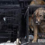 India Allows Euthanasia of Dangerous Stray Dogs