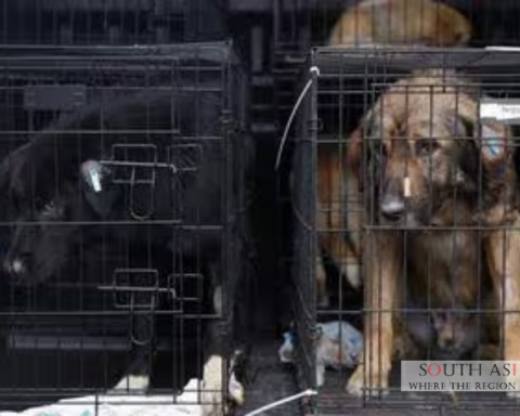 India Allows Euthanasia of Dangerous Stray Dogs
