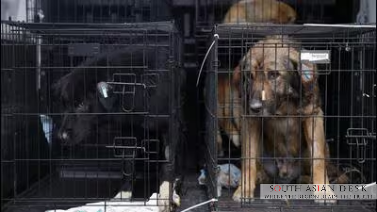 India Allows Euthanasia of Dangerous Stray Dogs