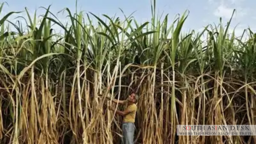 India Bans Sugar Exports Until September 2026