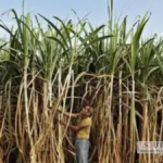 India Bans Sugar Exports Until September 2026