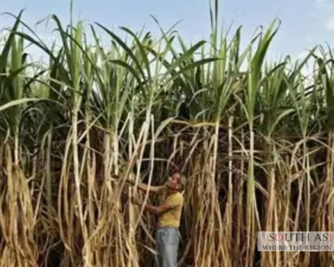 India Bans Sugar Exports Until September 2026