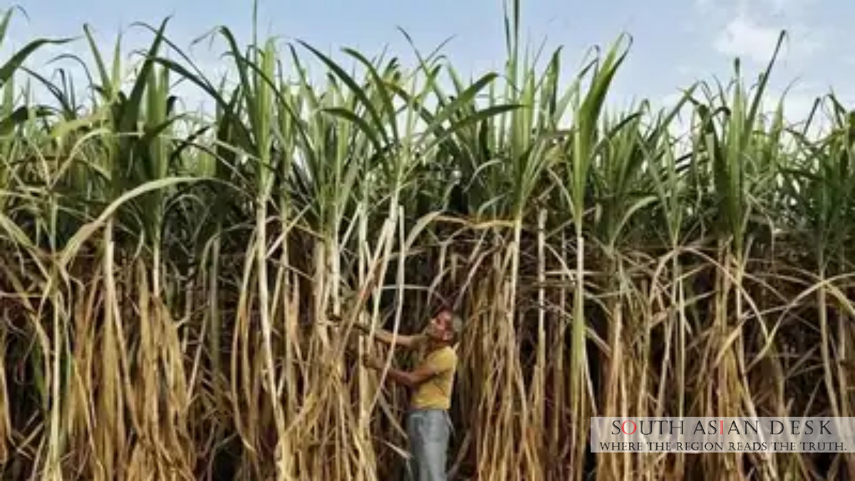India Bans Sugar Exports Until September 2026