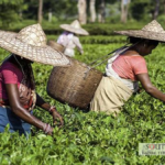 India's Labour Force Participation: A 2025 Overview