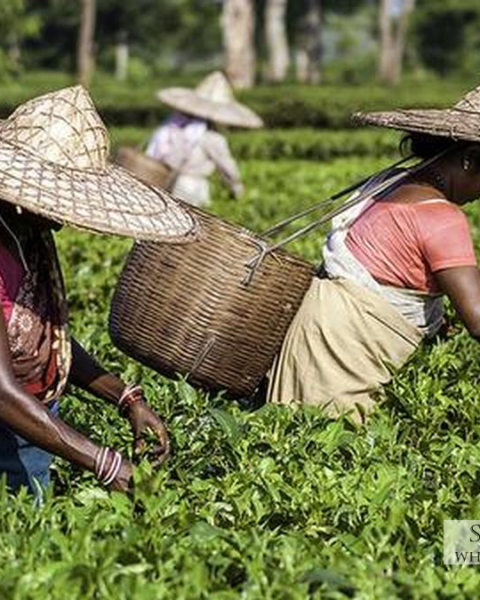 India's Labour Force Participation: A 2025 Overview