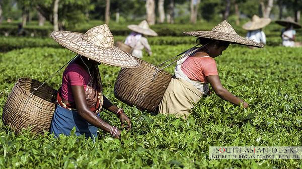 India's Labour Force Participation: A 2025 Overview