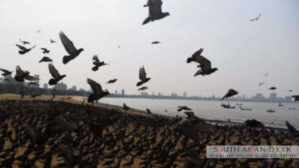 Migratory Birds in Pakistan Face Growing Threats