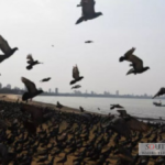Migratory Birds in Pakistan Face Growing Threats