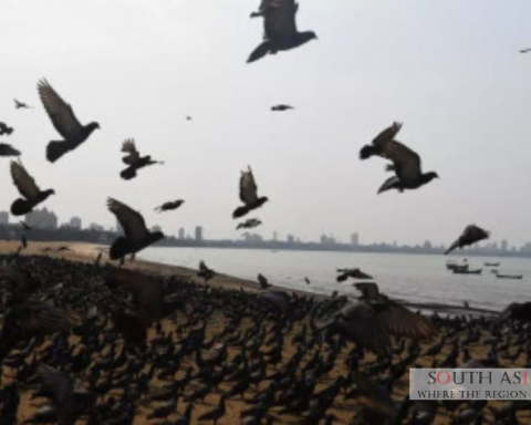 Migratory Birds in Pakistan Face Growing Threats