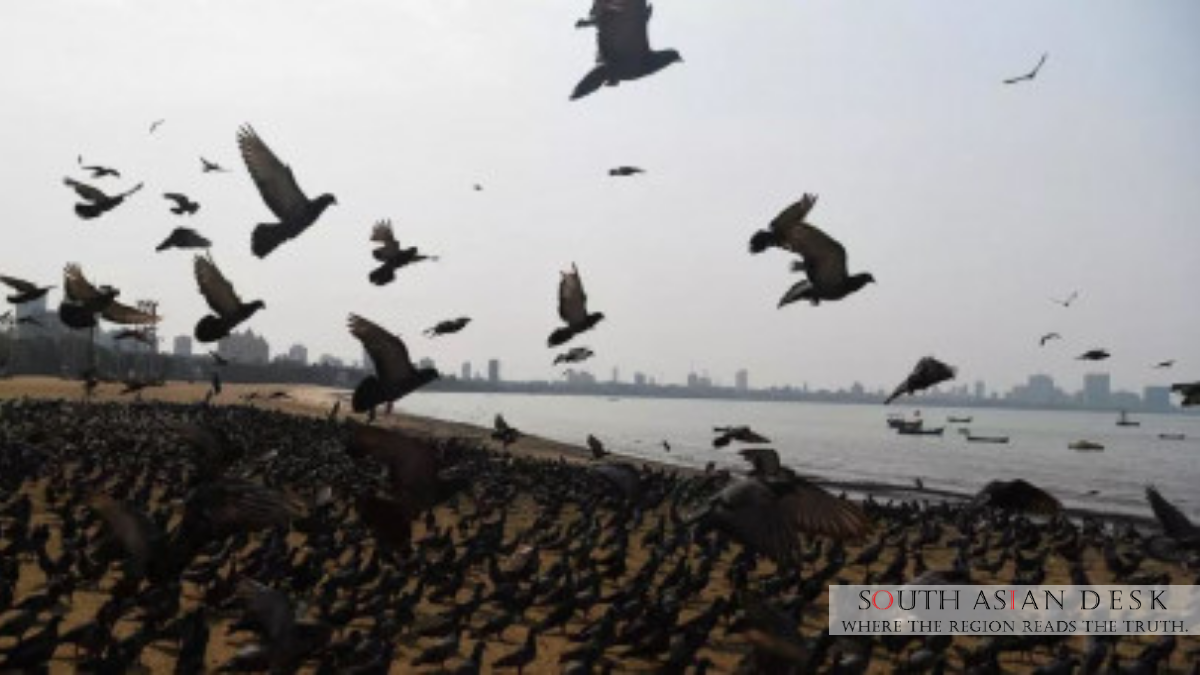 Migratory Birds in Pakistan Face Growing Threats