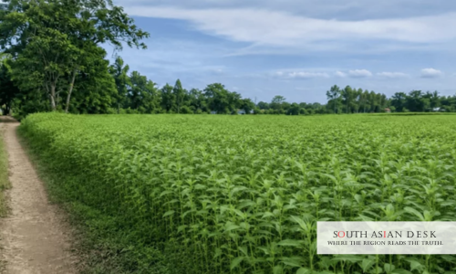 Jute Cultivation in Rajshahi