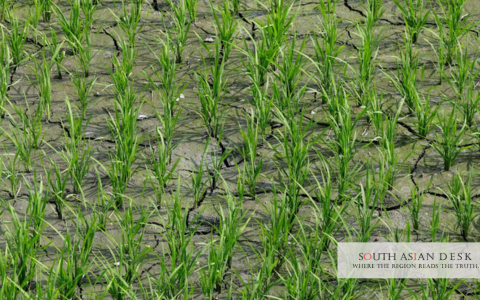 Nepal Rice Season