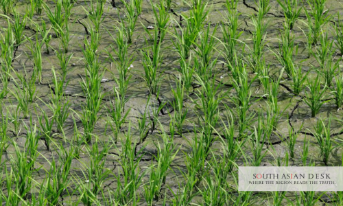 Nepal Rice Season