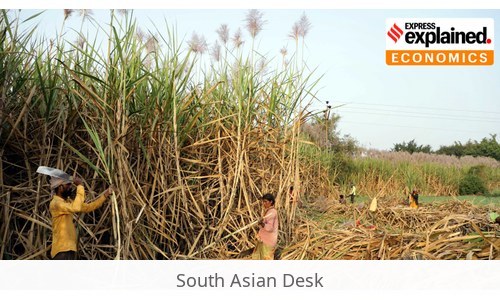 Ethanol diversion sugar prices: Why Ethanol Diversion Is Not Responsible for Soaring Sugar Prices in India