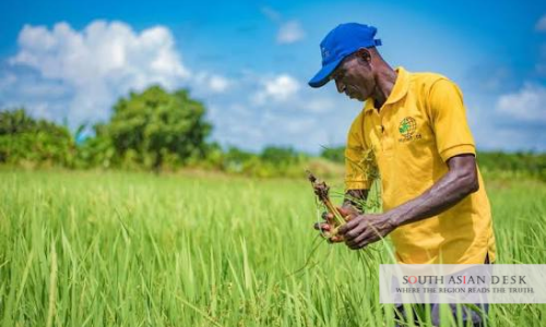 Rice Methane Emissions